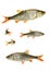 roach fish pictures