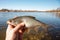 Roach fish in fisherman\\\'s hand, float fishing on a river, clear sunny spring weather