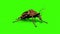 Roaches Beetle Insects close up Green Screen 3D Rendering Animation