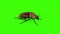 Roaches Beetle Insects Green Screen 3D Rendering Animation
