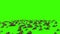 Roaches Invasion Beetle Insects Green Screen Back 3D Rendering Animation