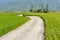 Road across the paddy farm