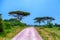 Road in African scenic forest