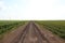 Road through agricultural fields with traces of agricultural machinery wheels