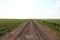 Road through agricultural fields with traces of agricultural machinery wheels