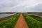 The road ahead straight pathway in Norfolk