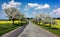 road, alley of apple tree, field of rapeseed