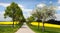 Road, alley of apple tree, field of rapeseed