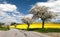 Road with alley of apple tree and rapeseed field