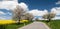 Road with alley of apple tree and rapeseed field