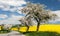 Road with alley of apple tree and rapeseed field