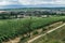 Road along the grape field