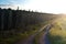 Road along hop field in Zatec hops area.