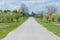 Road alongside orchard trees