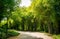 Road amid Bamboo Forest