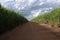 Road amid sugar cane plantation in brazil