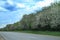 Road with apple trees In the nature of Latvia