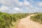 Road and Araucaria angustifolia Forest