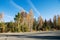 Road with aspens