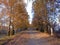 Road in autumn