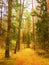 Road in autumn coniferous forest in the style of impressionism