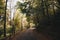 Road in the Autumn Forest