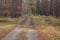 Road through an autumn forest.