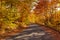 Road in autumn forest in bright sunlight