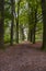 Road in autumn forrest