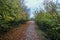 Road in autumn. Mistic foggy morning. Coloured leaves in ground.