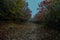 Road in autumn. Mistic foggy morning. Coloured leaves in ground.