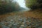 Road in autumn. Mistic foggy morning. Coloured leaves in ground. Stone road.