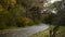 Road in the autumn park covered with fallen leaves