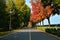 Road in the autumn park. Symmetry.