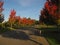 Road with autumn trees surrounding Australian winery