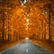 Road in autumn woods