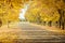 Road in Autumn woods with colorful foliage tree in rural area.