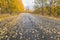 Road in Autumn woods with colorful foliage tree in rural area.