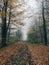 Road in autumn woods with fall leaves in foggy cold morning. Mist in autumn forest with yellow leaves. Tranquil moment.