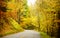 Road in the autumnal forest