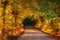 Road in autumnal forest