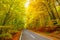 Road in the autumnal forest