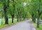 Road with an avenue and a park at the the Lipica Stud Farm - SeÅ¾ana Sezana, Slovenia