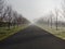 Road with an avenue of trees and morning fog