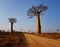 Road and the Baobabs trees at Morondava, Madagascar