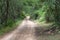 Road in the Baviaanskloof in dense forest