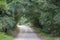 Road in the Baviaanskloof passes through dense forest