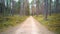 Road Through Beautiful Deep Forest, Evergreen Trees Lush Green Vegetation, Pov Forward Motion View Sunny Day