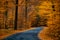 Road in beautiful golden beech forest during autumn