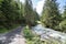 Road in the beautiful pine forest